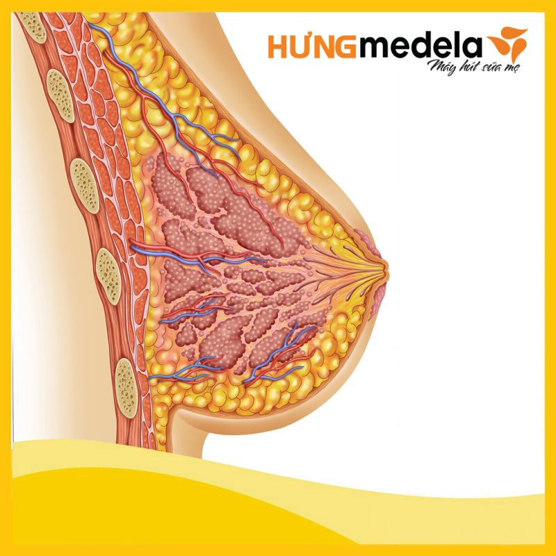 Hưng Medela – Máy hút sữa mẹ